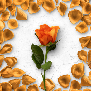 Flower Greetings Orange Roses