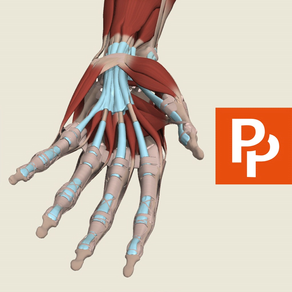 Forearm & Hand: 3D Real-time