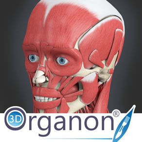 3D Organon Anatomy - Muscles, Skeleton, and Ligaments