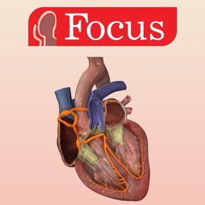 HEART -  Digital Anatomy