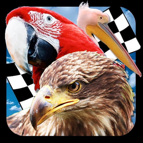 Bird Race 3D