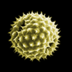 Pollen-News
