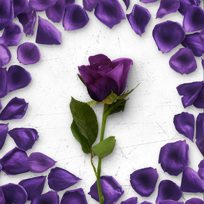 Flower Greetings Violet Roses