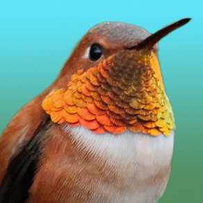 Hummingbirds - Large (Retina)