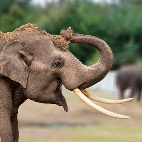 Dierenrijk