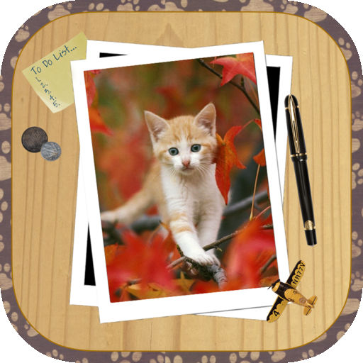 Kitten Slide Puzzles For Ios Iphone Ipad Free Download At Apppure
