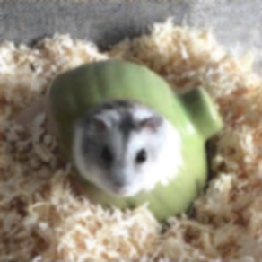 Hamster Slider Puzzle