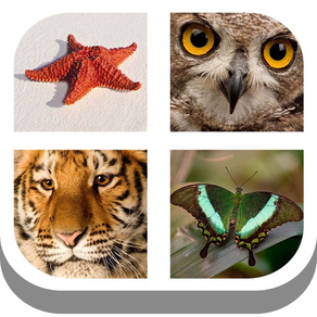 kids pics quiz : 動物記憶 英文字母