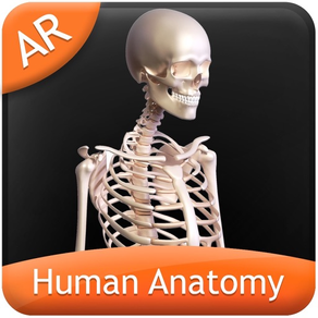 Human Anatomy - Skeletal