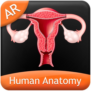 Human Anatomy - Reproductive