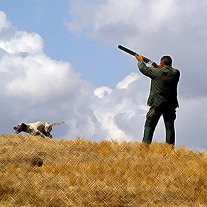 Chasse - le chant des oiseaux