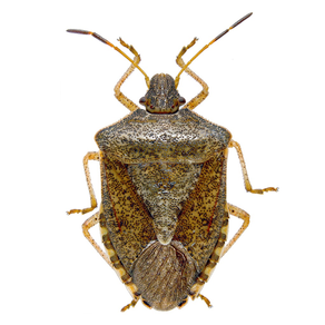 Stink Bug Scout