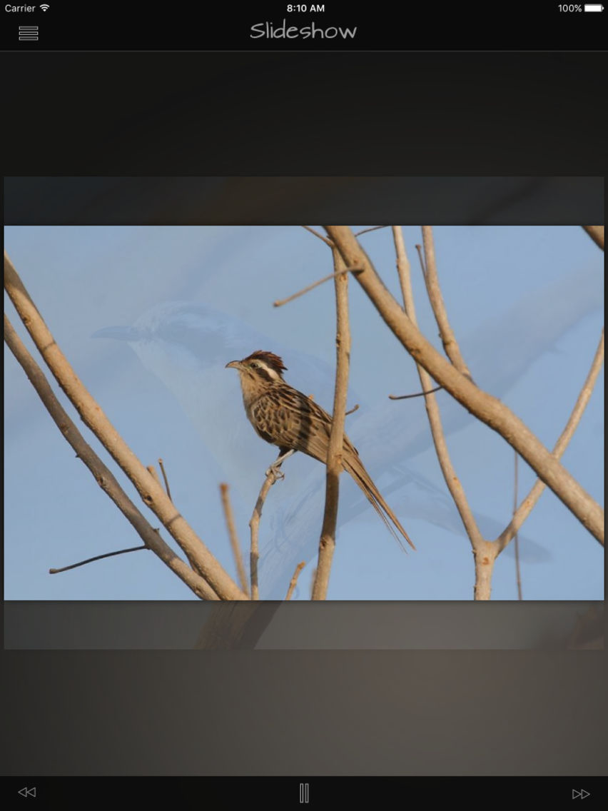 Cuckoos Database poster