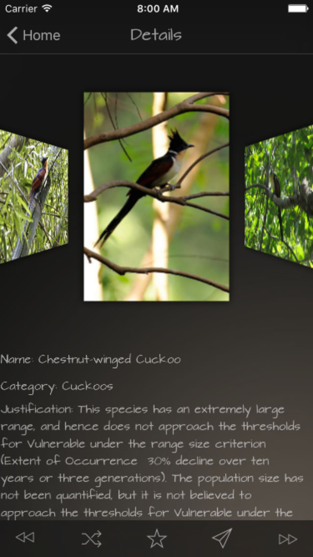 Cuckoos Database poster