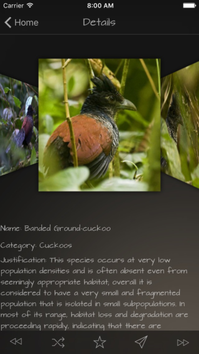 Cuckoos Database poster