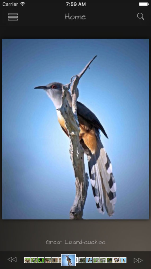 Cuckoos Database poster