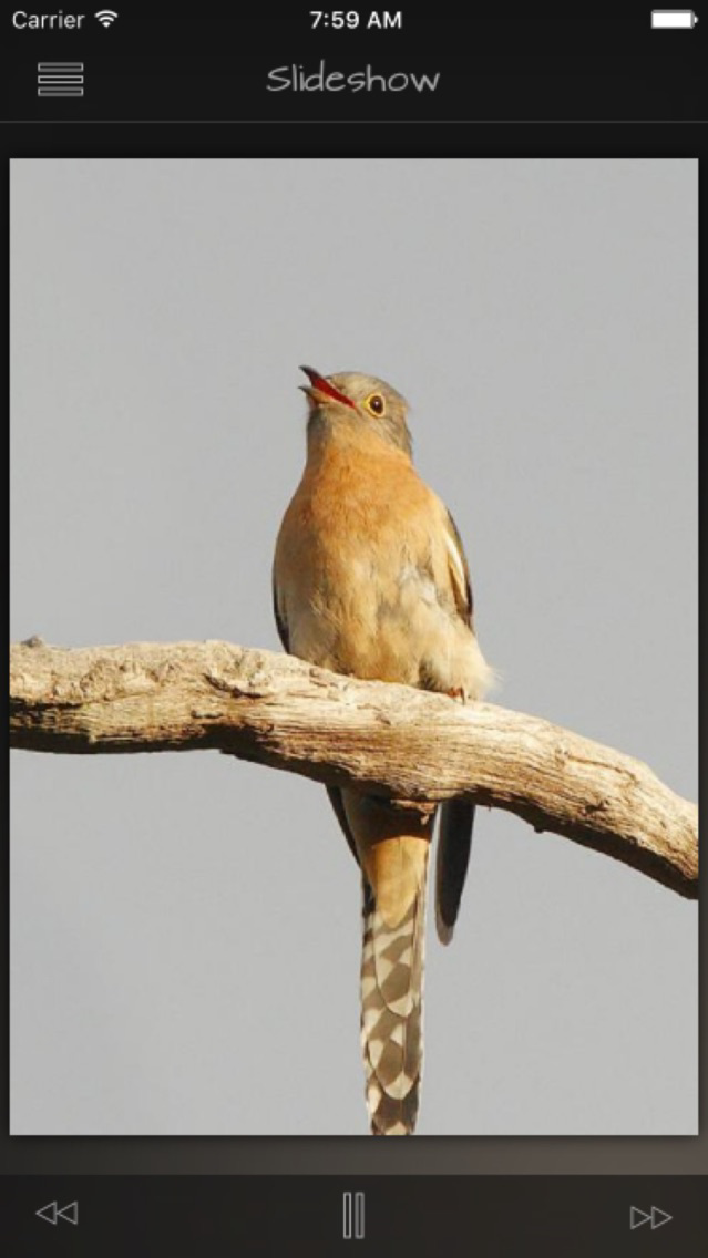 Cuckoos Database poster