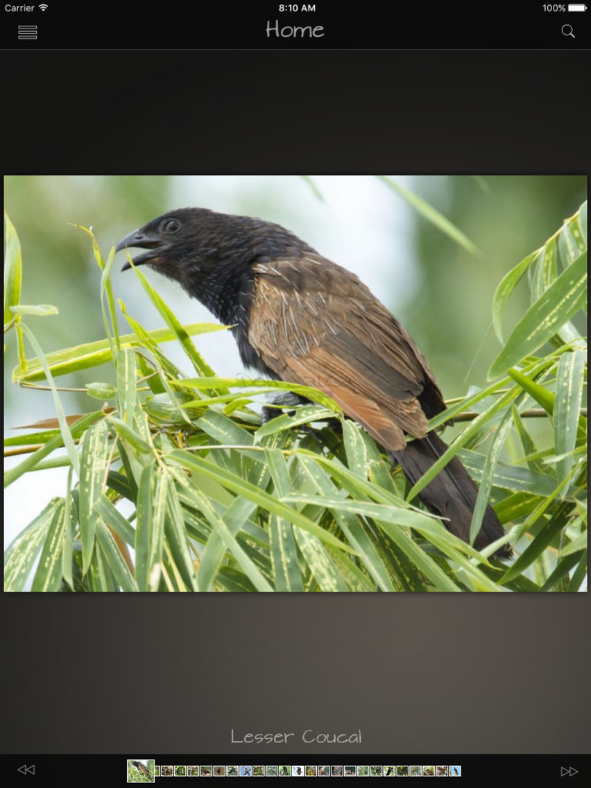 Cuckoos Database poster