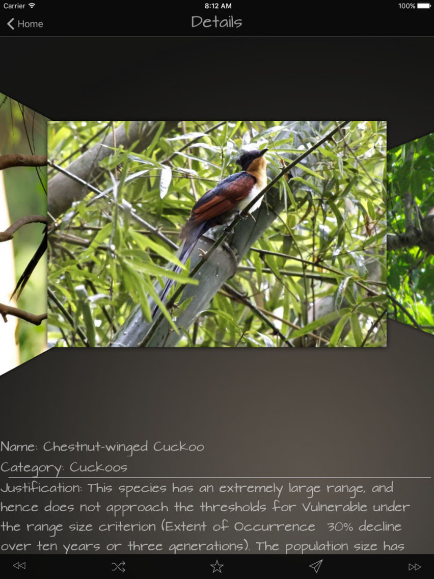 Cuckoos Database poster
