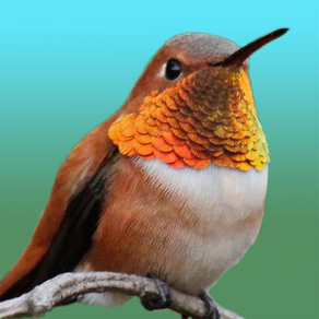 Hummingbird Moments