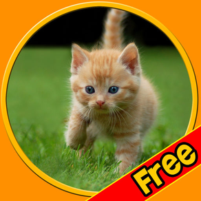 beautiful amazing cats for kids free