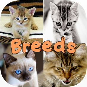 Cute Cat Breed Quiz Games