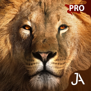 Safari: I-Pro