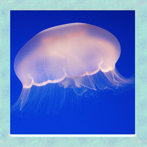 Jellyfish Simulator 3D