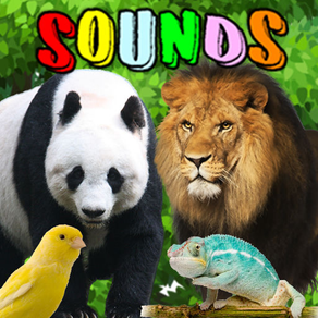 Animal Sounds : Flashcards