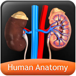 Human Anatomy - Urinary