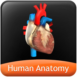 Human Anatomy - Circulatory