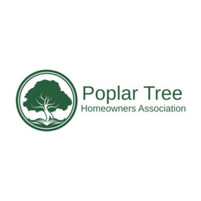 Poplar Tree