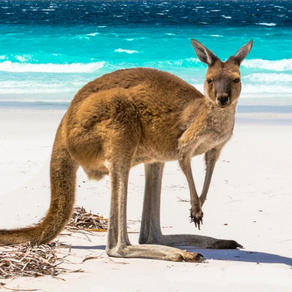 Australia’s Best: Travel Guide