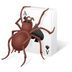 Free Spider Solitaire 2020 icon