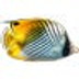 3D Fish School Screensaver icon
