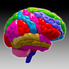 Brain and nerves (Anatomy)