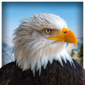 mascota águila americana Life