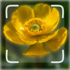 Flower ID: Flower Identifier