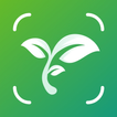tree identifier