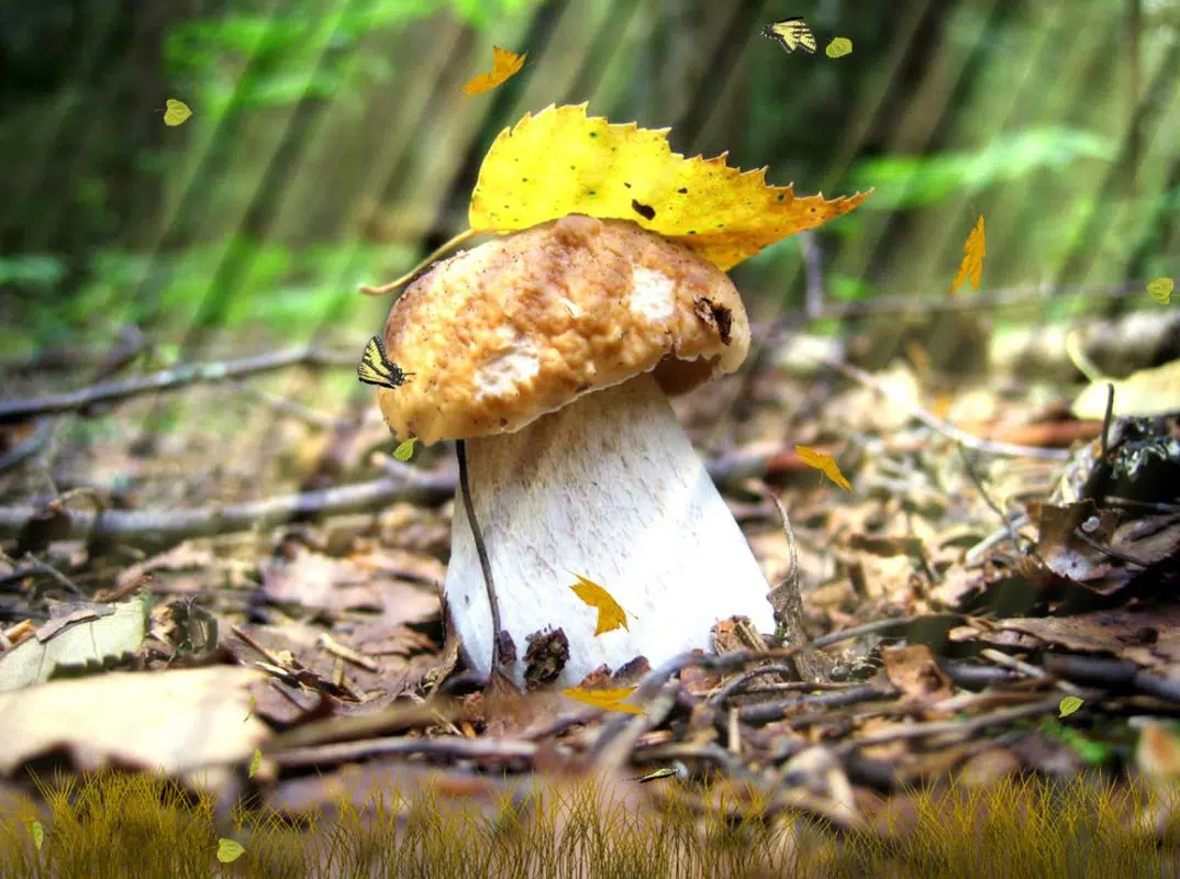 Golden Nature Screensaver