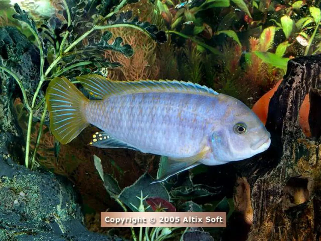 Aquarium Life Screensaver