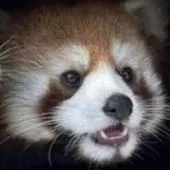 Panda3DS