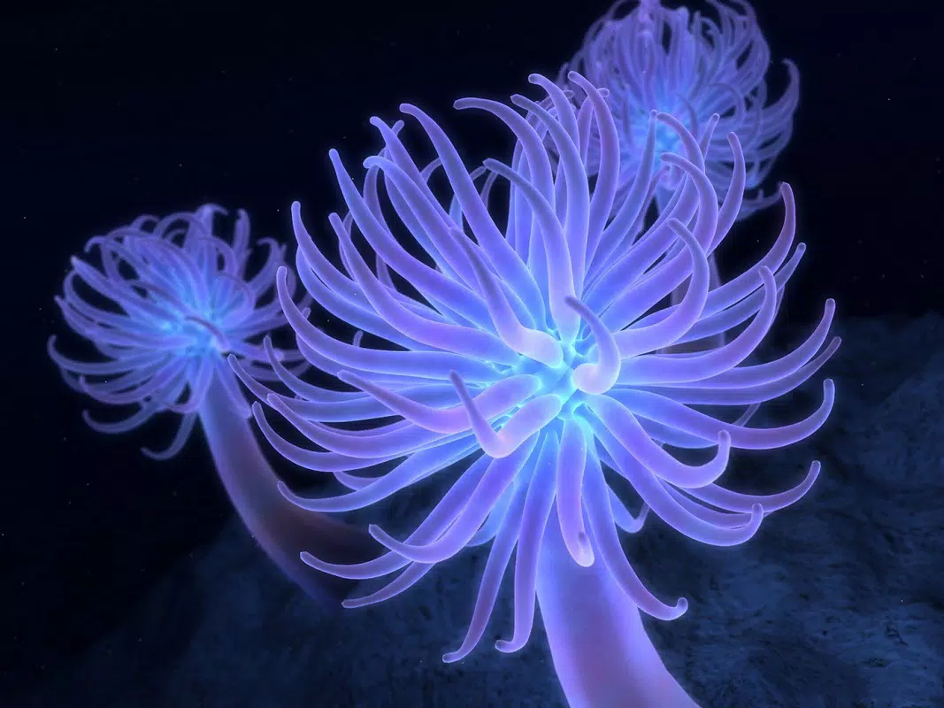 Ocean Life Windows Theme