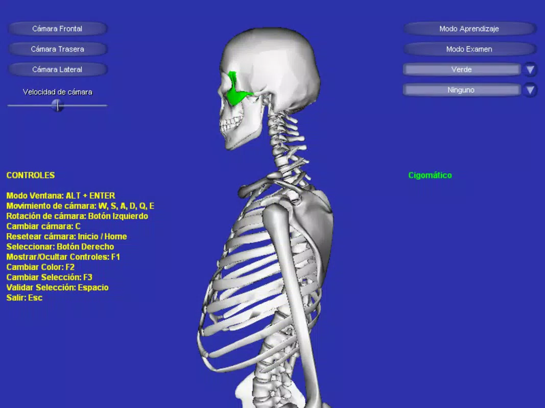 Esqueleto 3D