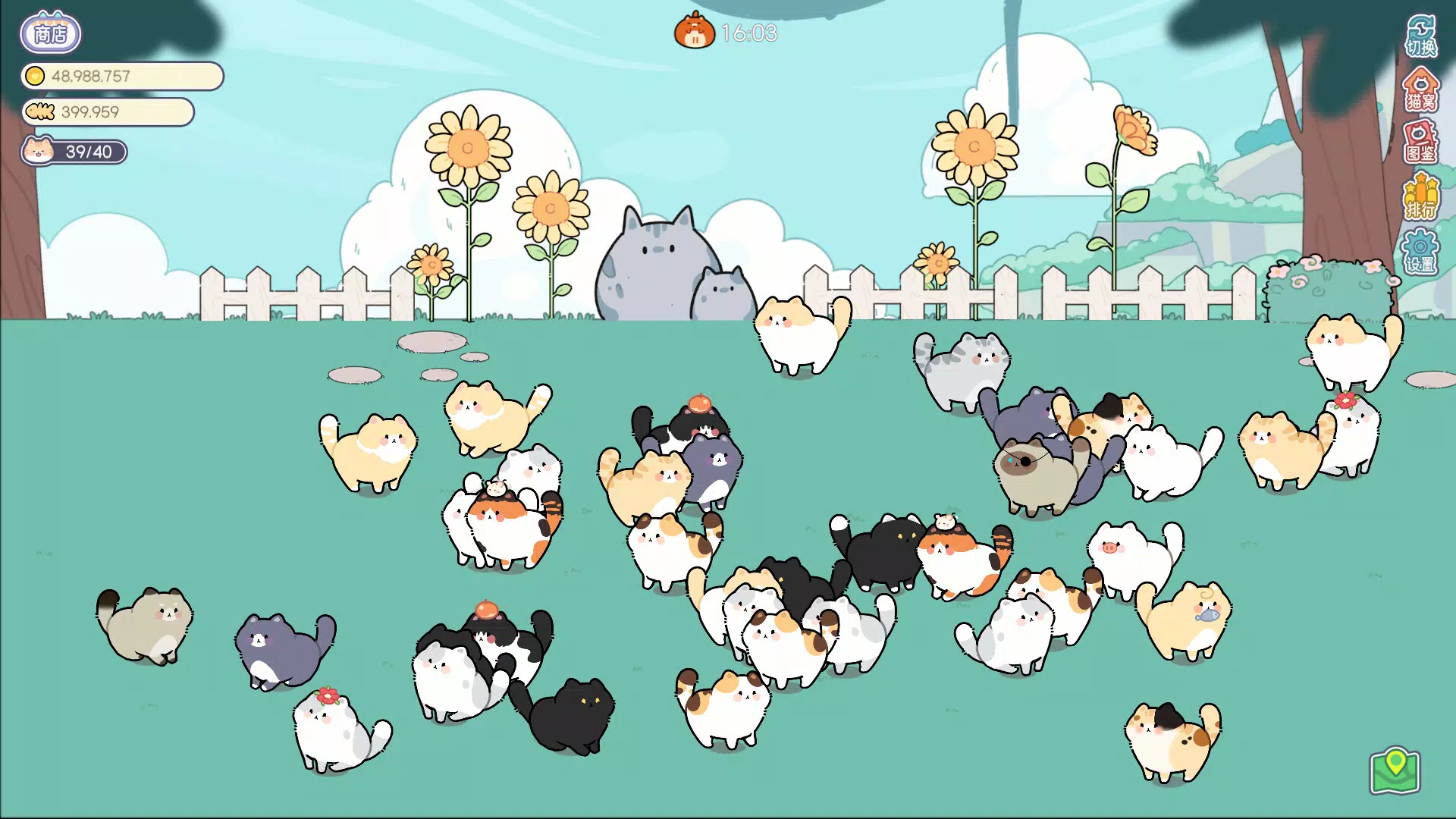 猫语拾光 Cat And Life