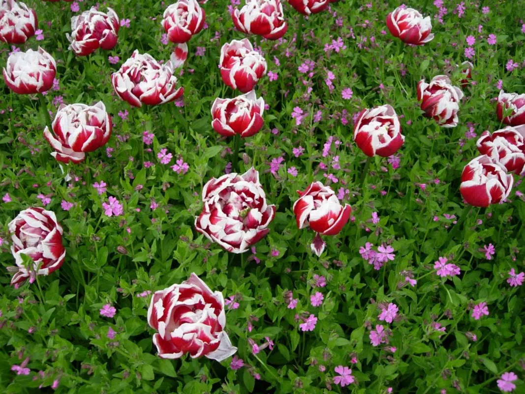 Wild Flowers Screensaver