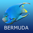 Bermuda Reef Life