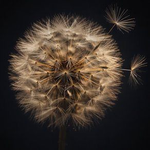 Ephemerality