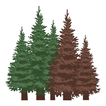 My IPM Southern Fraser Fir