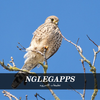 Nglegapps icon